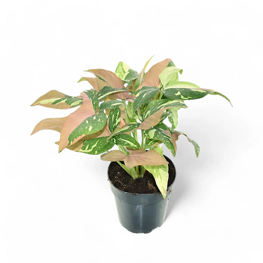 Syngonium podophyllum 'Red spot tricolor' potted plant in nursery pot on white background.