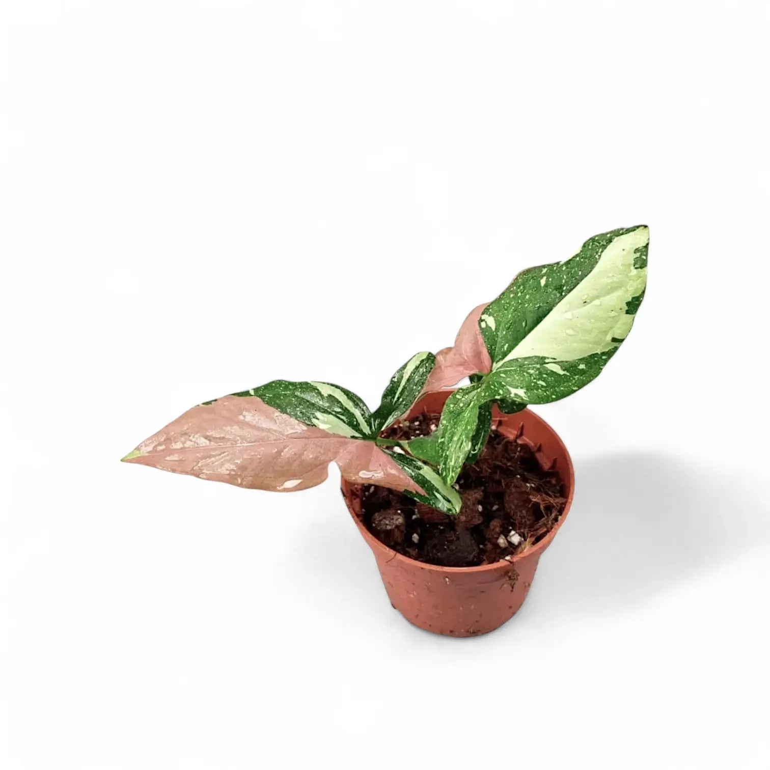 Syngonium podophyllum 'Red spot tricolor' – Zimmerpflanze im Kulturtopf auf weißem Hintergrund, Produktfoto 6.
