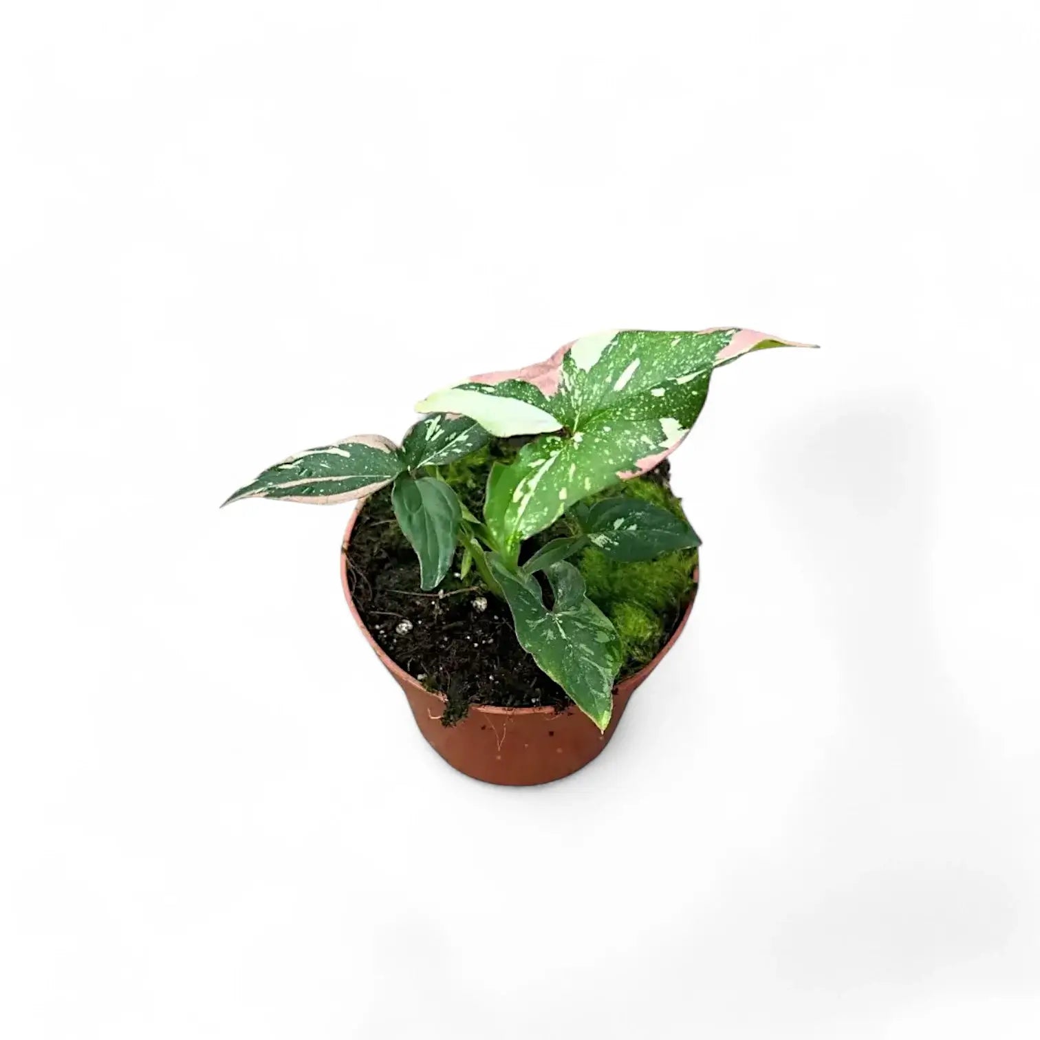 Syngonium podophyllum 'Red spot tricolor' – Zimmerpflanze im Kulturtopf auf weißem Hintergrund, Produktfoto 7.