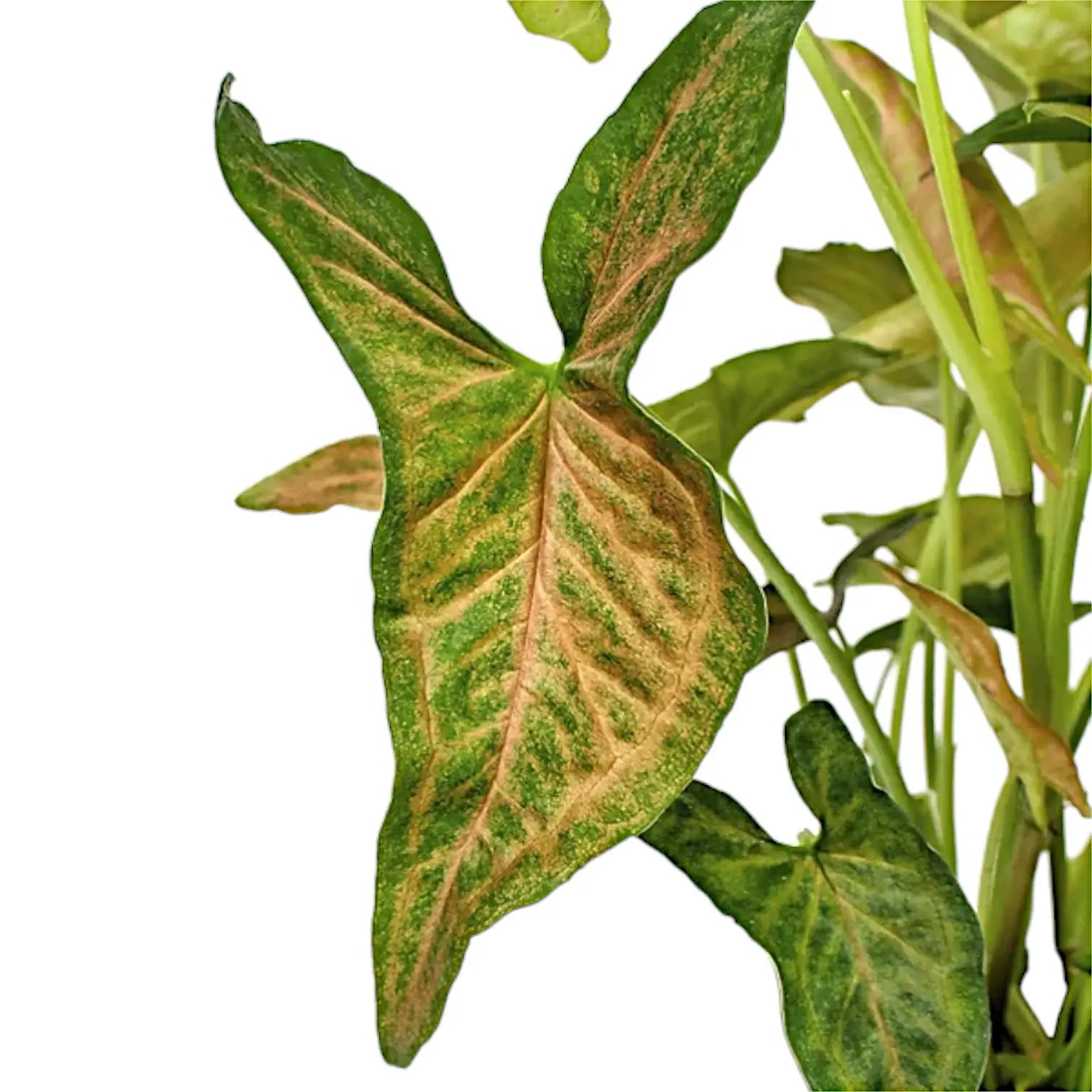 Syngonium podophyllum 'Regina Red' close-up of leaf on white background.