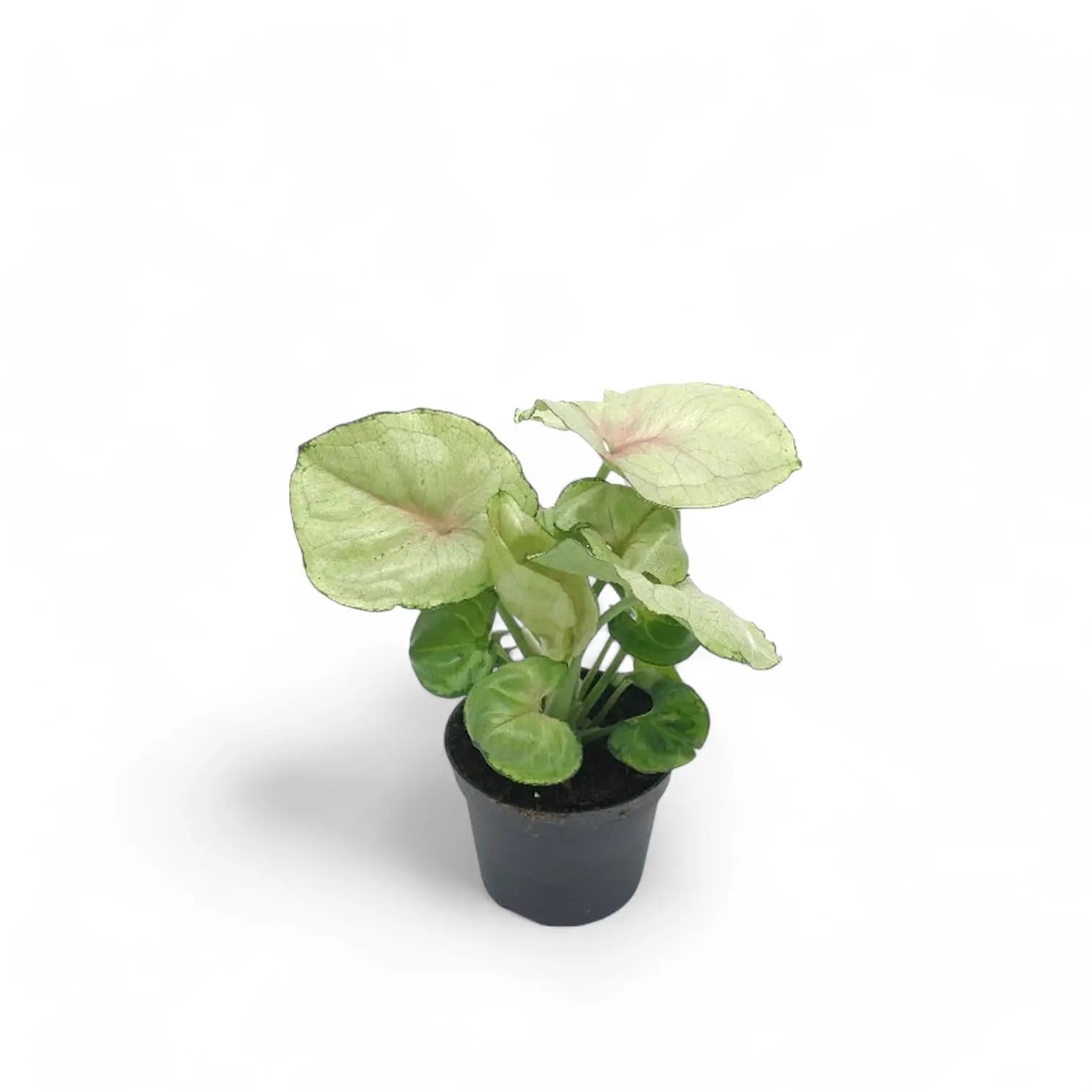 Syngonium podophyllum 'Roxanne' Zimmerpflanze im Anzuchttopf vor weißem Hintergrund, Produktfoto 2.
