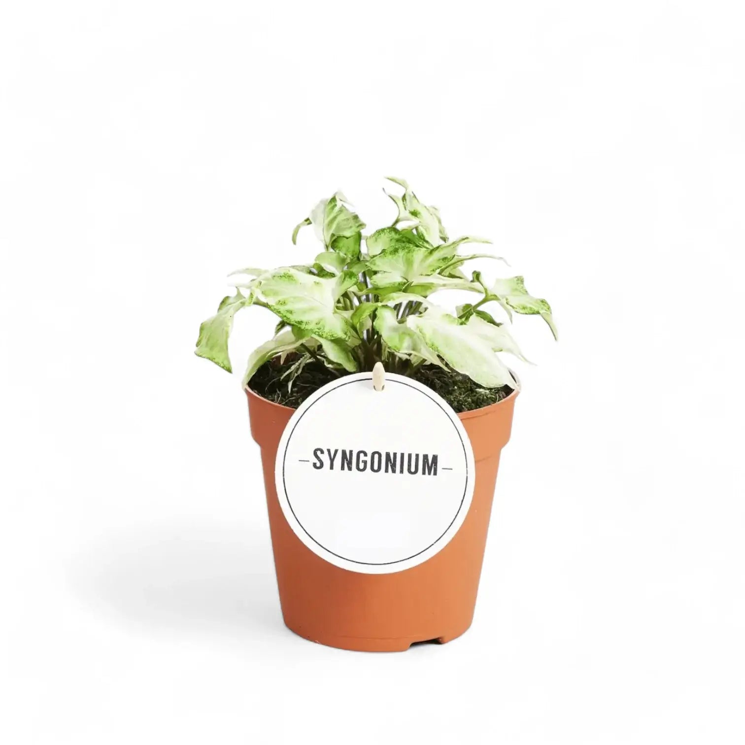 Syngonium podophyllum 'Starlite' aka 'Zebrina' potted plant in nursery pot on white background.