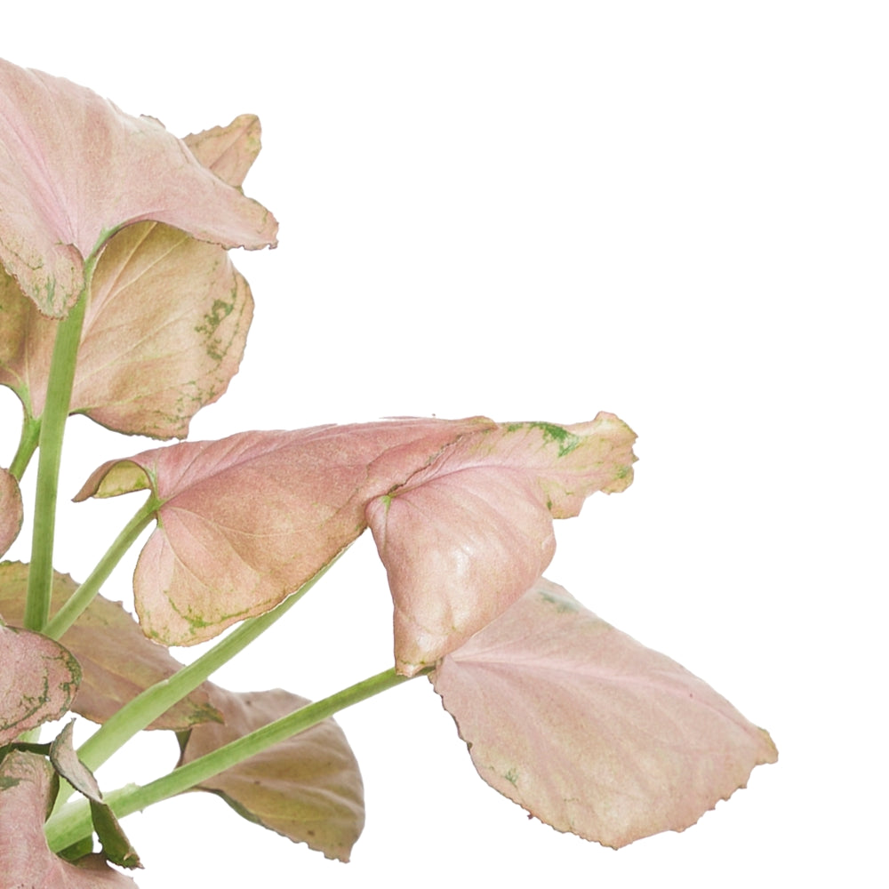 Nahaufnahme eines Blatts von Syngonium podophyllum 'Strawberry' vor weißem Hintergrund.