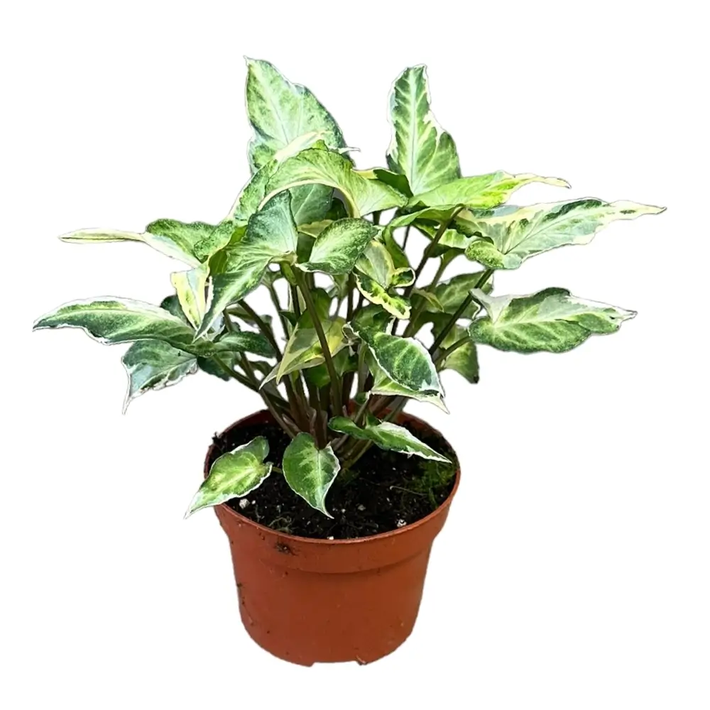 Syngonium podophyllum 'T25' Zimmerpflanze im Anzuchttopf vor weißem Hintergrund, Produktfoto 3.