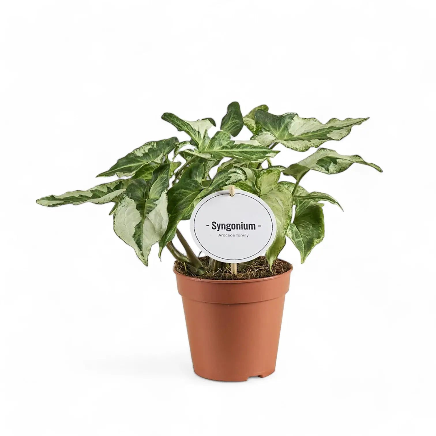 Syngonium podophyllum 'Three Kings' ('Magic marble') – Zimmerpflanze im Kulturtopf auf weißem Hintergrund, Produktfoto 2.