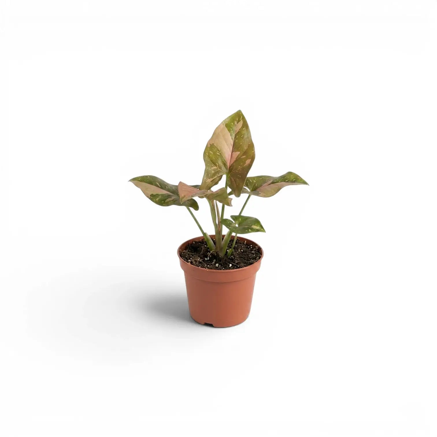 Syngonium 'Red Spot' als Jungpflanze im Kulturtopf.