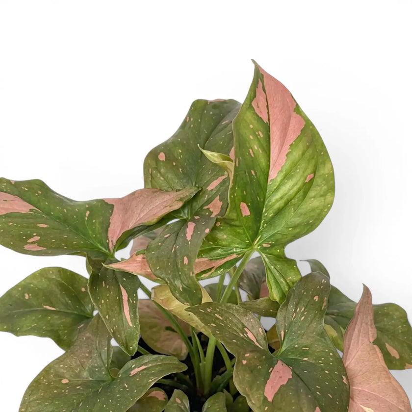 Nahaufnahme der Blätter von Syngonium 'Red Spot'.