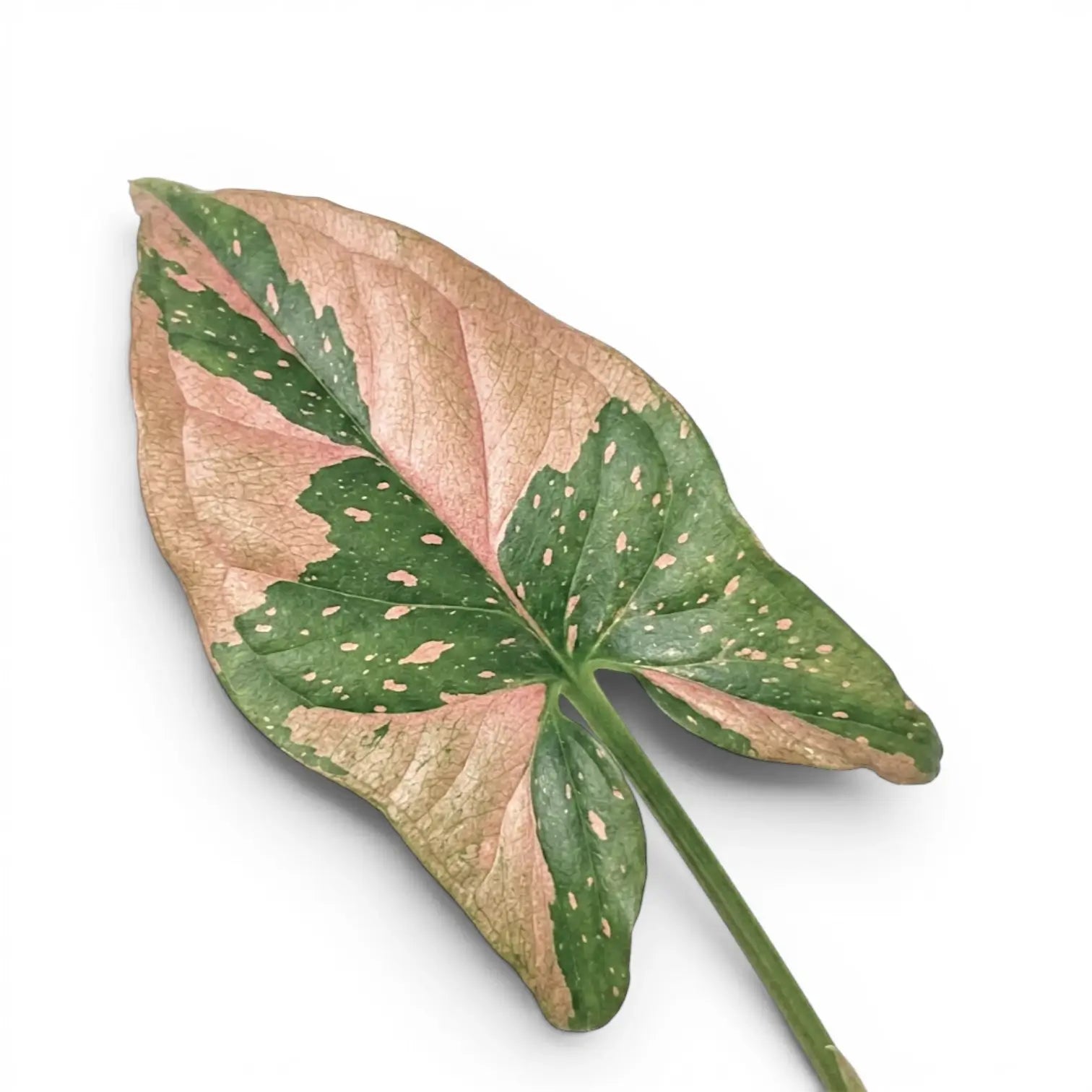 Nahaufnahme der Blätter von Syngonium 'Red Spot'.