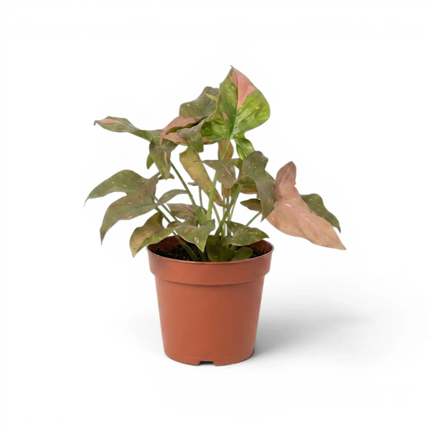 Syngonium 'Red Spot' im Kulturtopf.