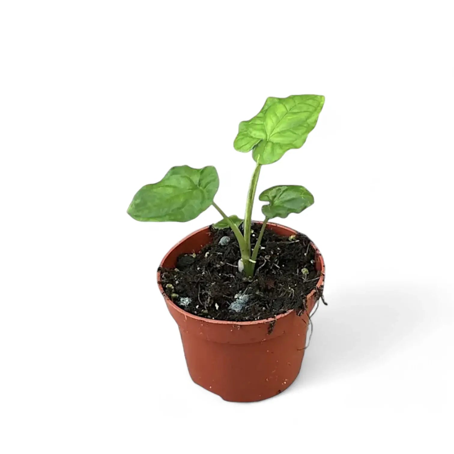 Syngonium steyermarkii potted plant in nursery pot on white background.