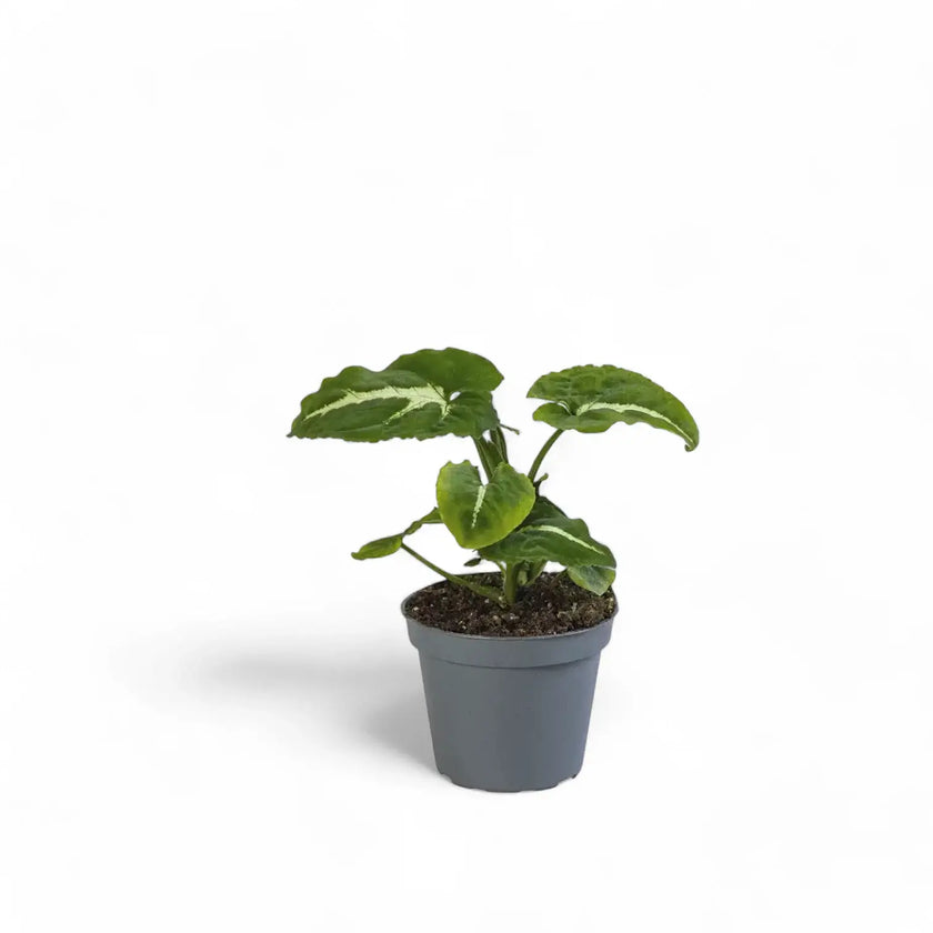 Syngonium wendlandii potted plant in nursery pot on white background.