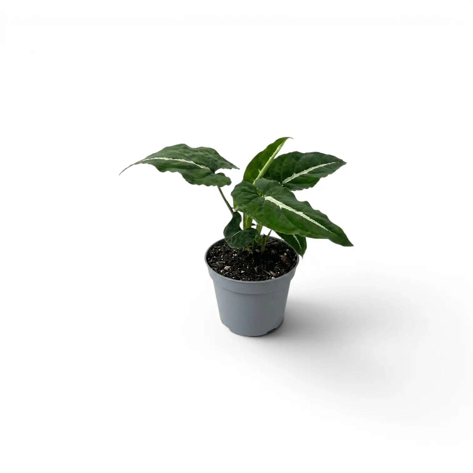 Syngonium wendlandii Baby-Pflanze im Kulturtopf.