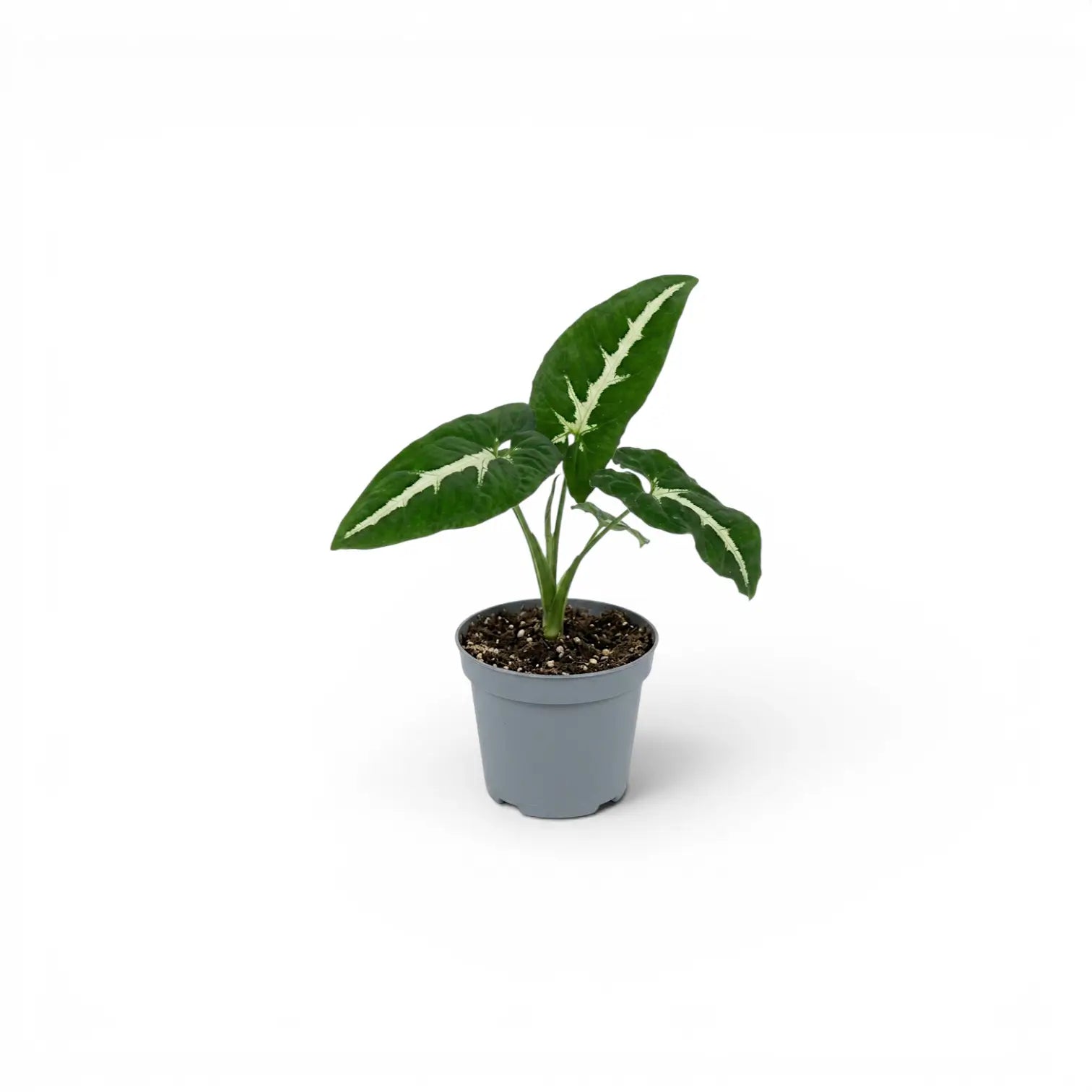 Syngonium wendlandii Baby-Pflanze im Kulturtopf.
