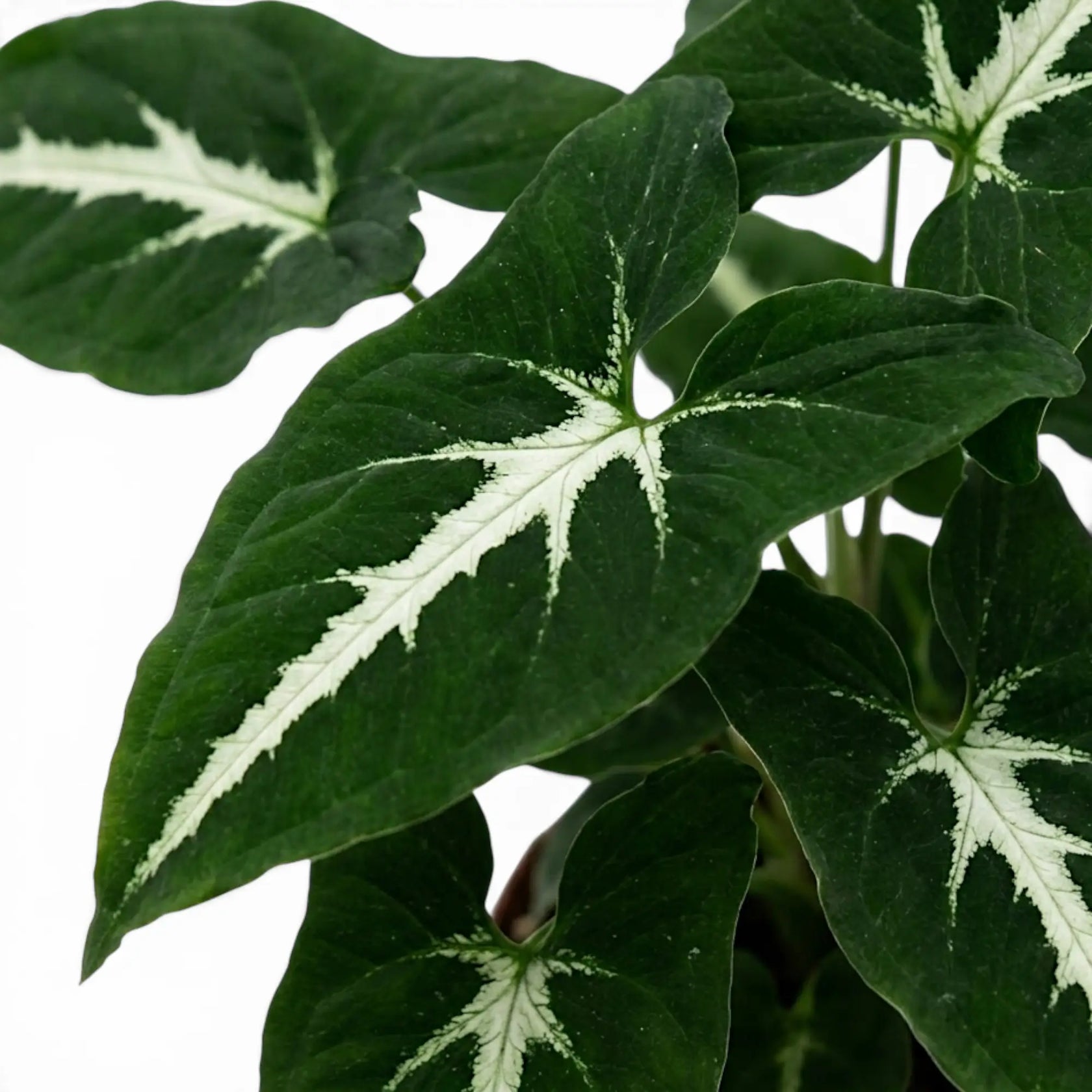 Syngonium wendlandii Nahaufnahme mit dunkelgrünen Blättern und hellen Mittelrippen.