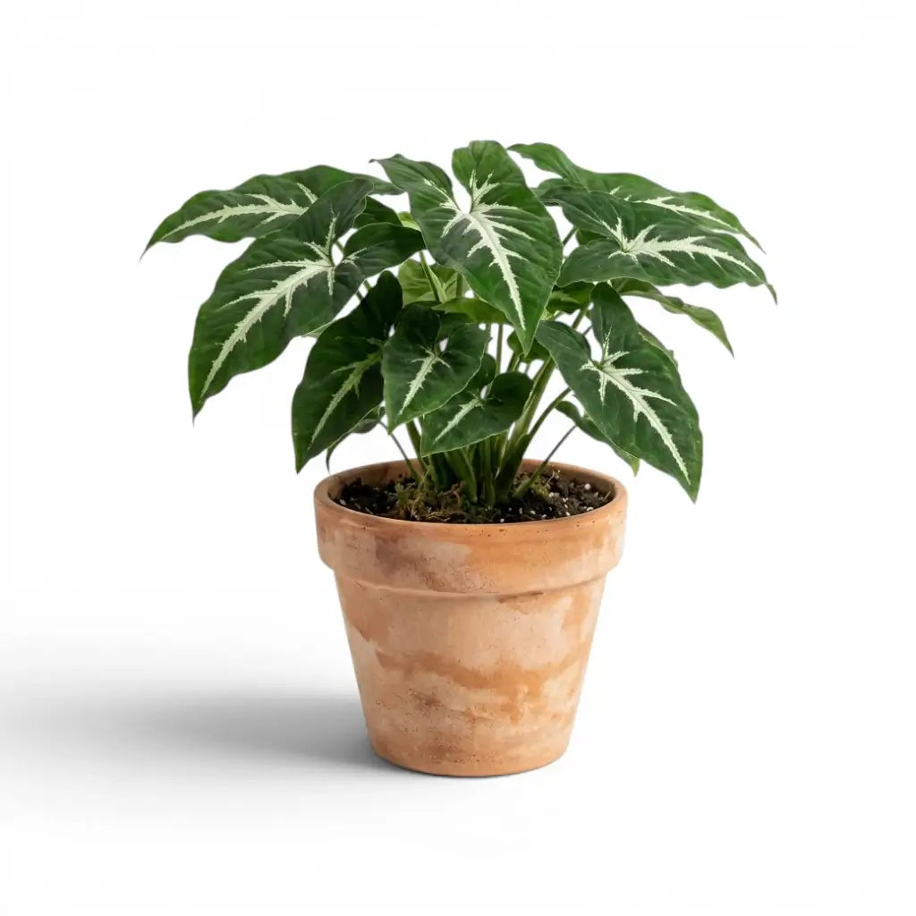 Syngonium wendlandii mit grünen Blättern vor weißem Hintergrund
