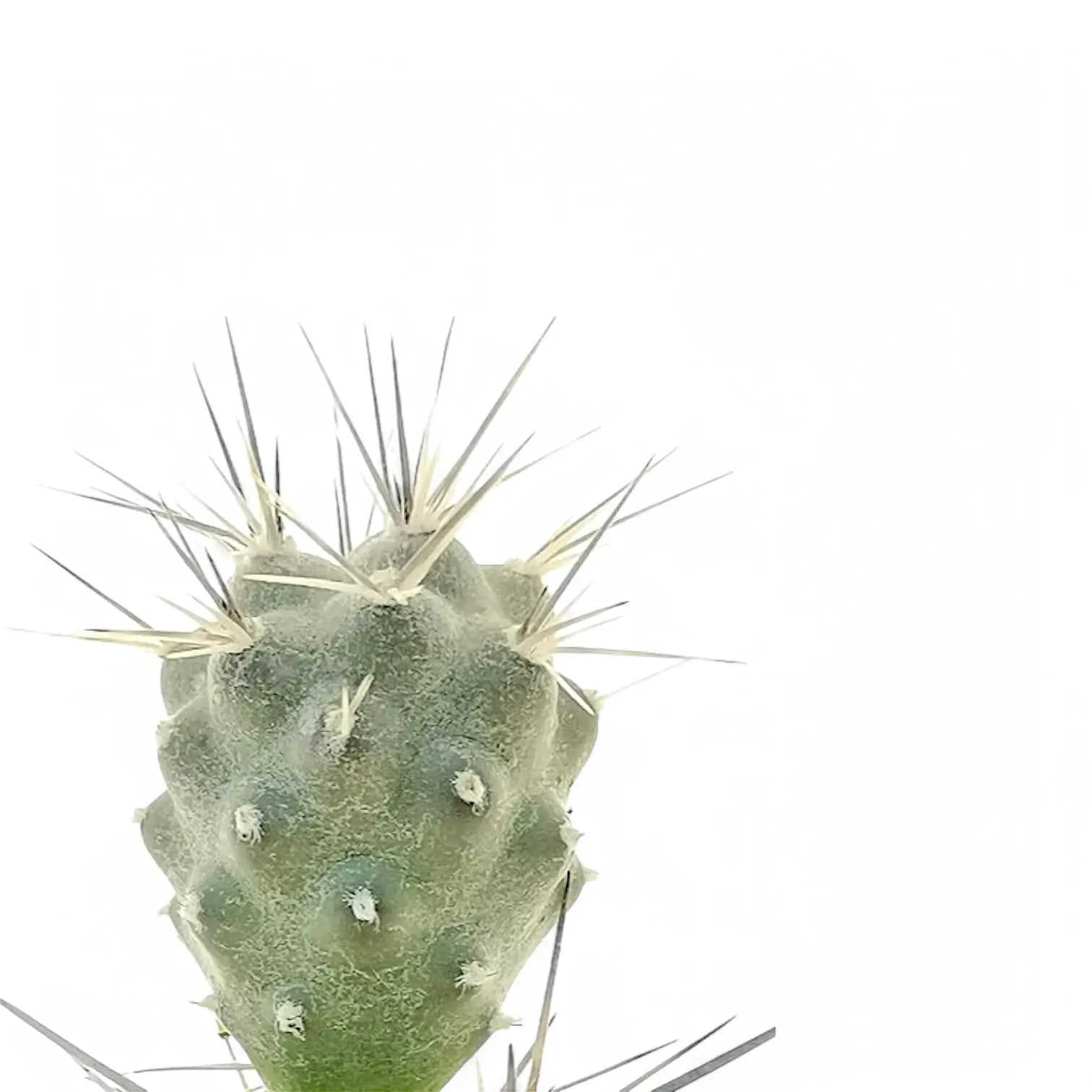Tephrocactus alexunderi – Blattdetail vor weißem Hintergrund..
