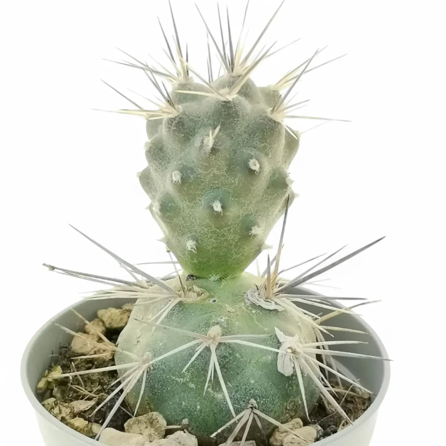 Tephrocactus alexunderi Zimmerpflanze im Anzuchttopf vor weißem Hintergrund, Produktfoto 3.