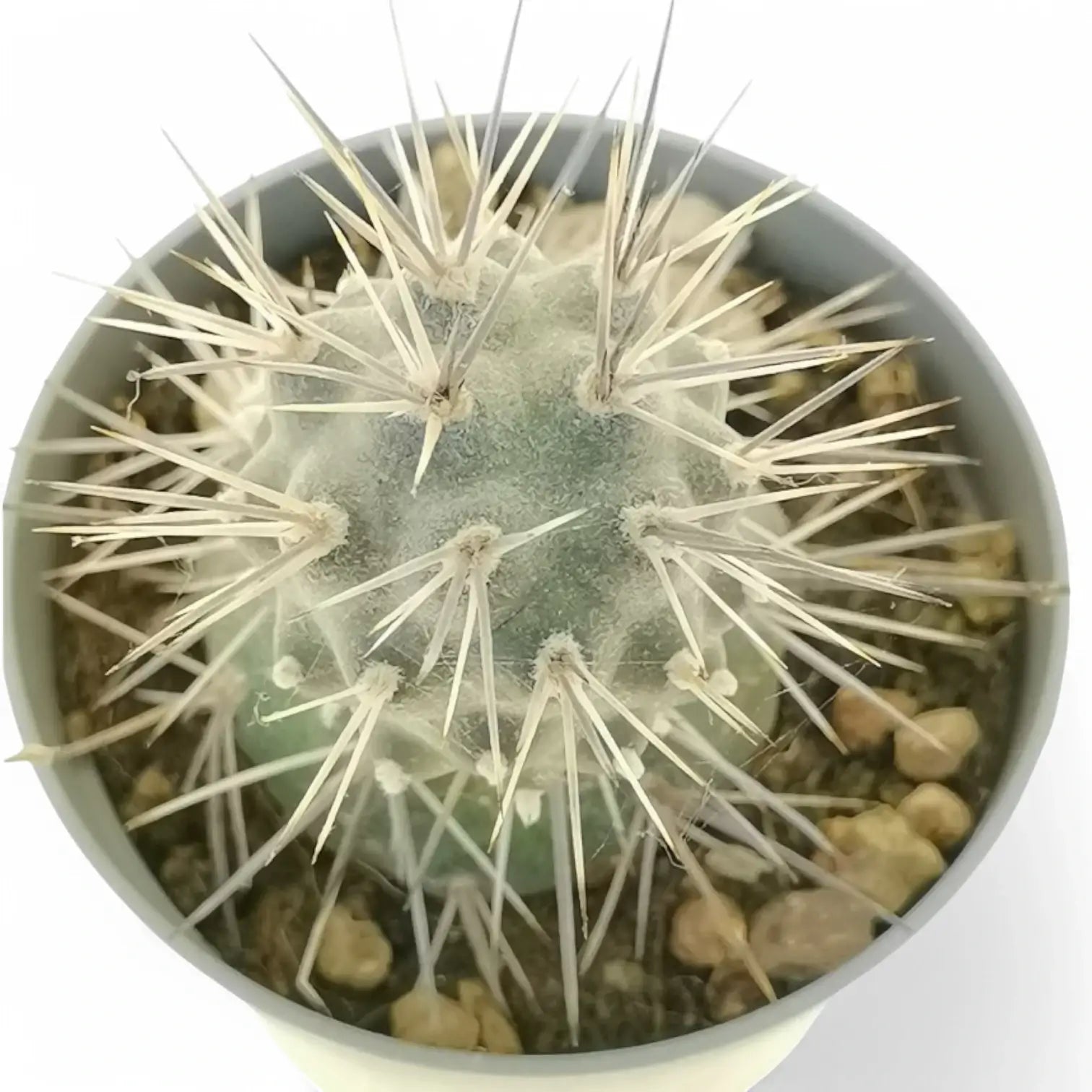 Tephrocactus alexunderi Zimmerpflanze im Anzuchttopf vor weißem Hintergrund, Produktfoto 5.