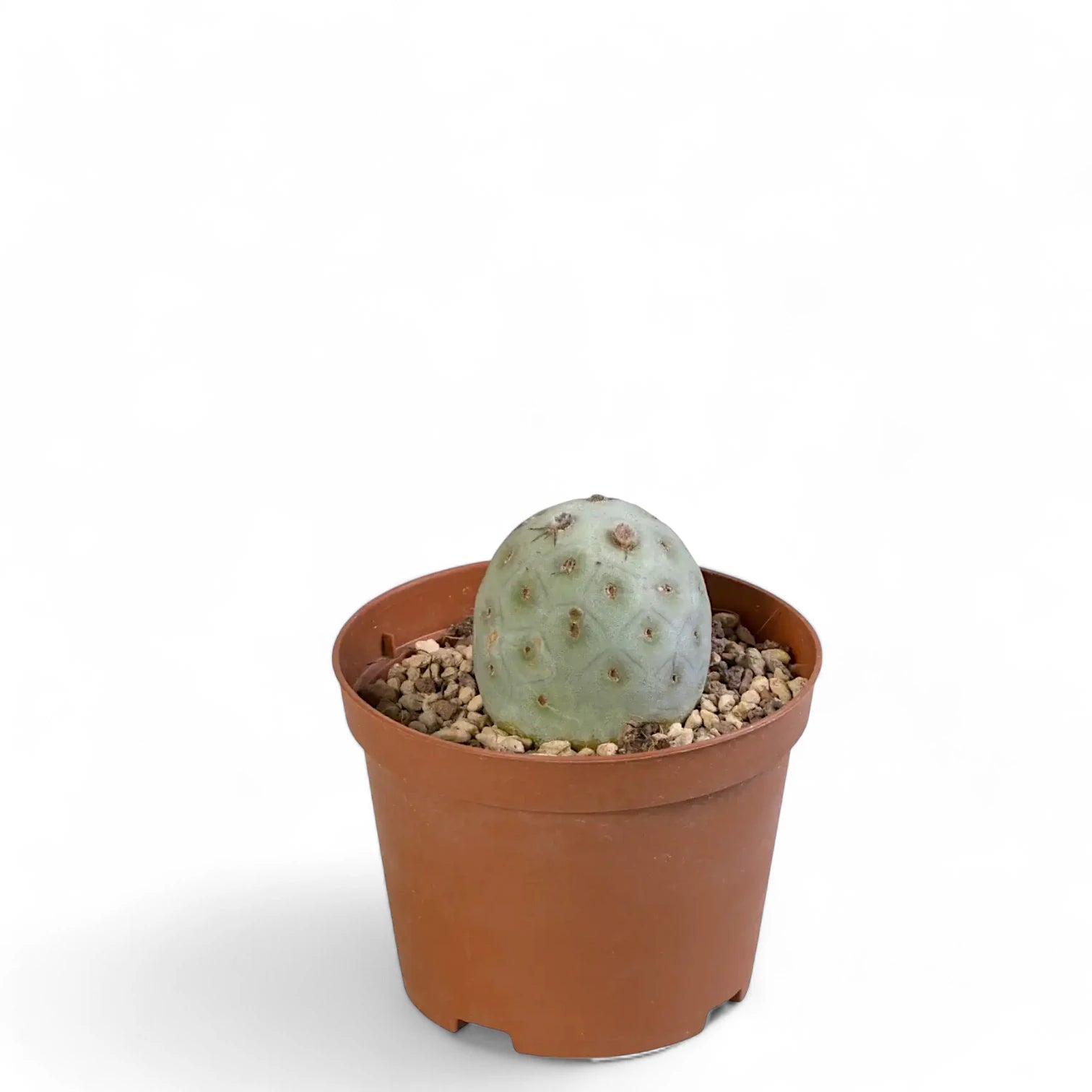 Tephrocactus geometricus potted plant in nursery pot on white background.