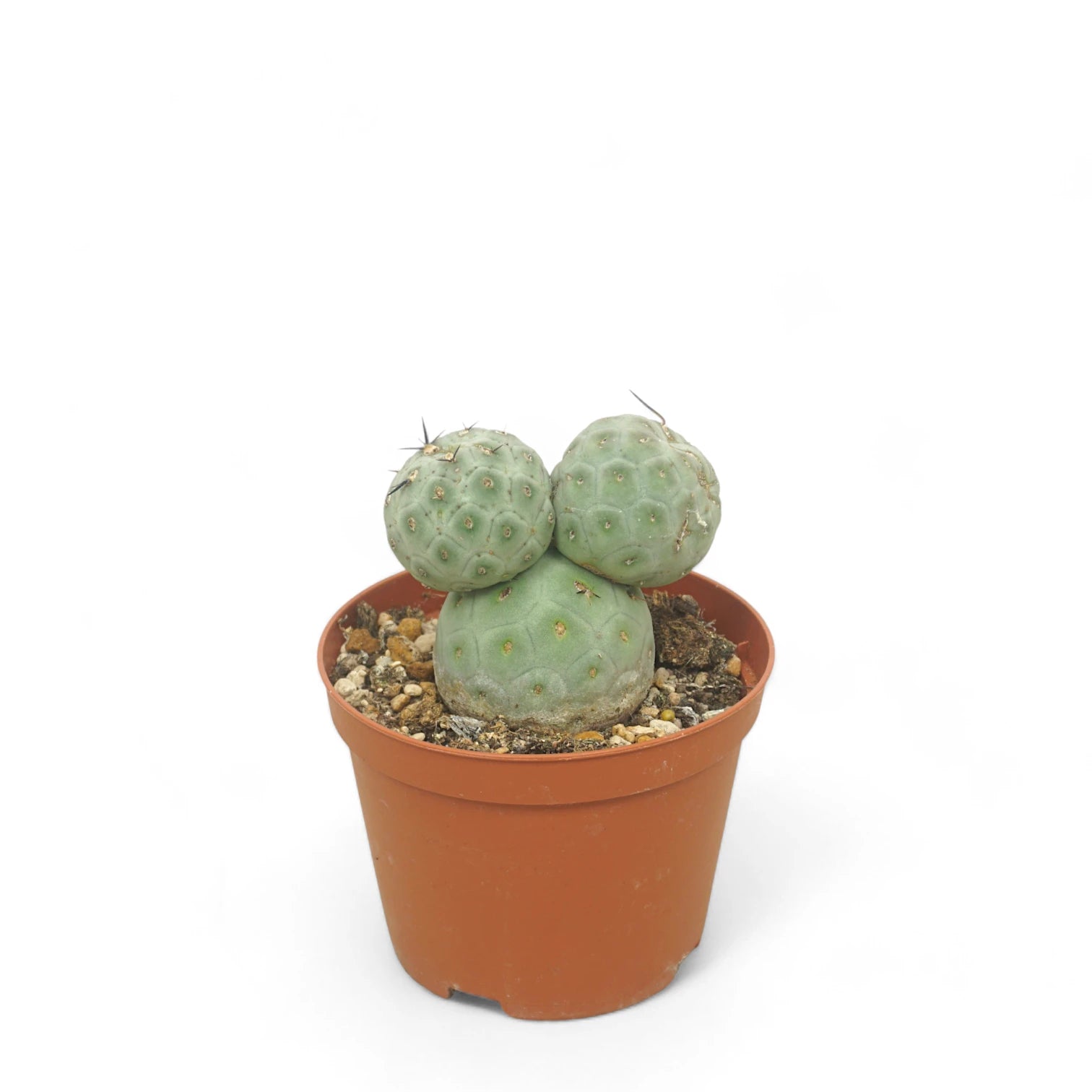 Tephrocactus geometricus potted plant in nursery pot on white background.