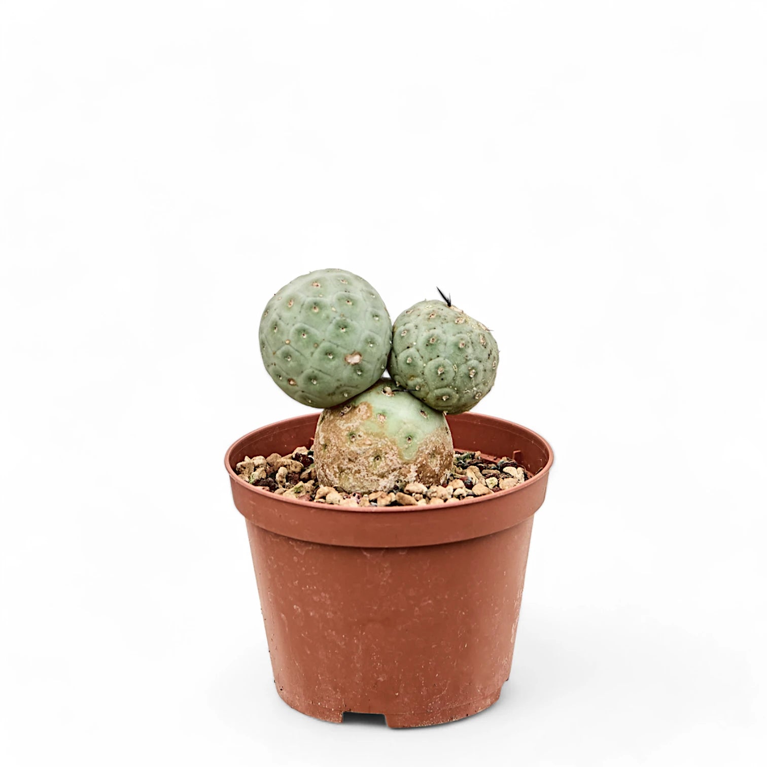 Tephrocactus geometricus potted plant in nursery pot on white background.