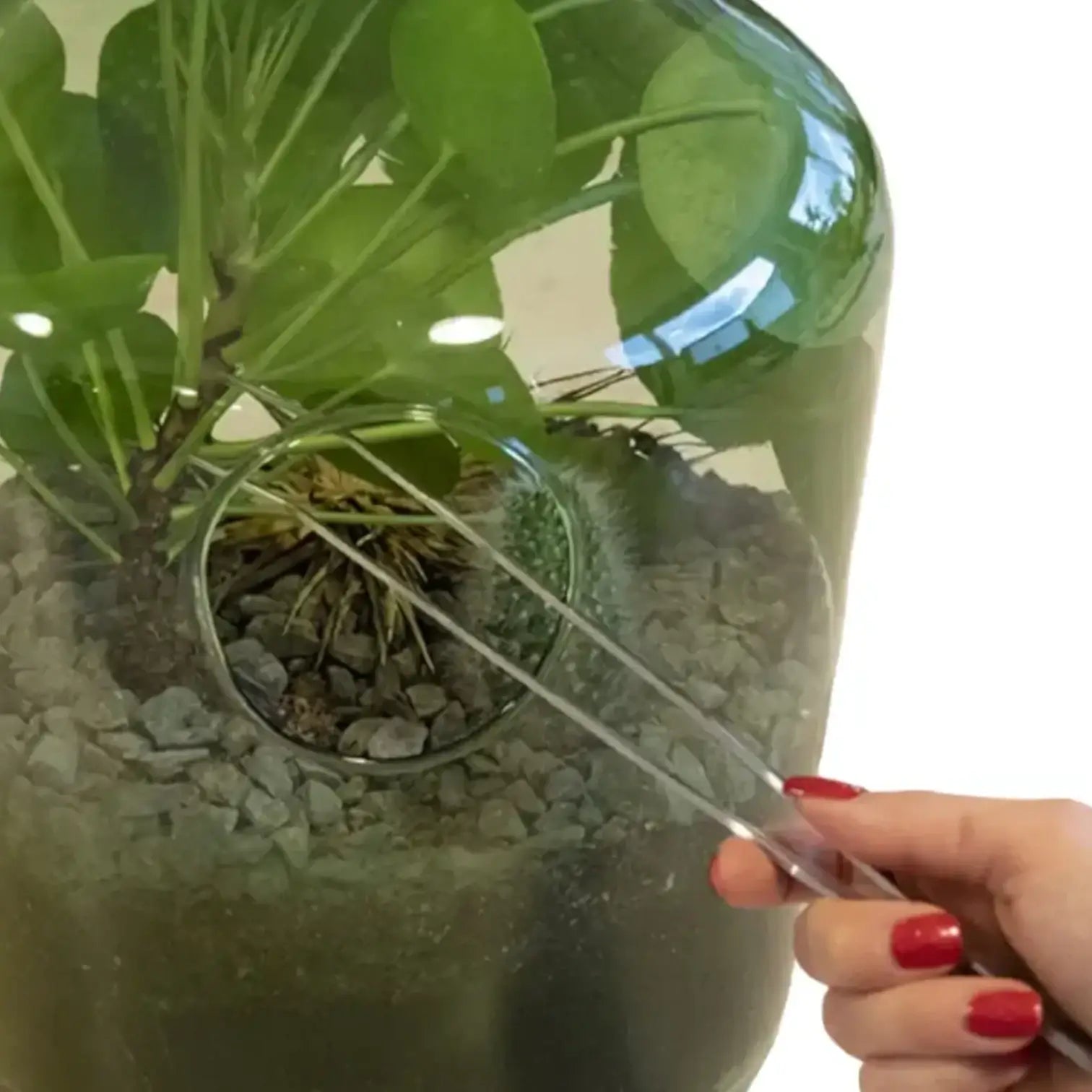 Terrarium tweezers on white background.