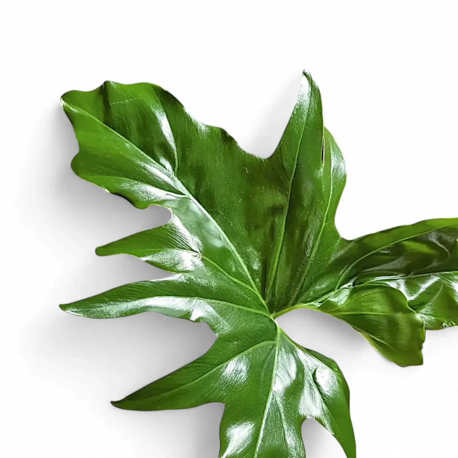 Thaumatophyllum 'African fantasy' ('Philodendron Angela') leaf close-up on white background.