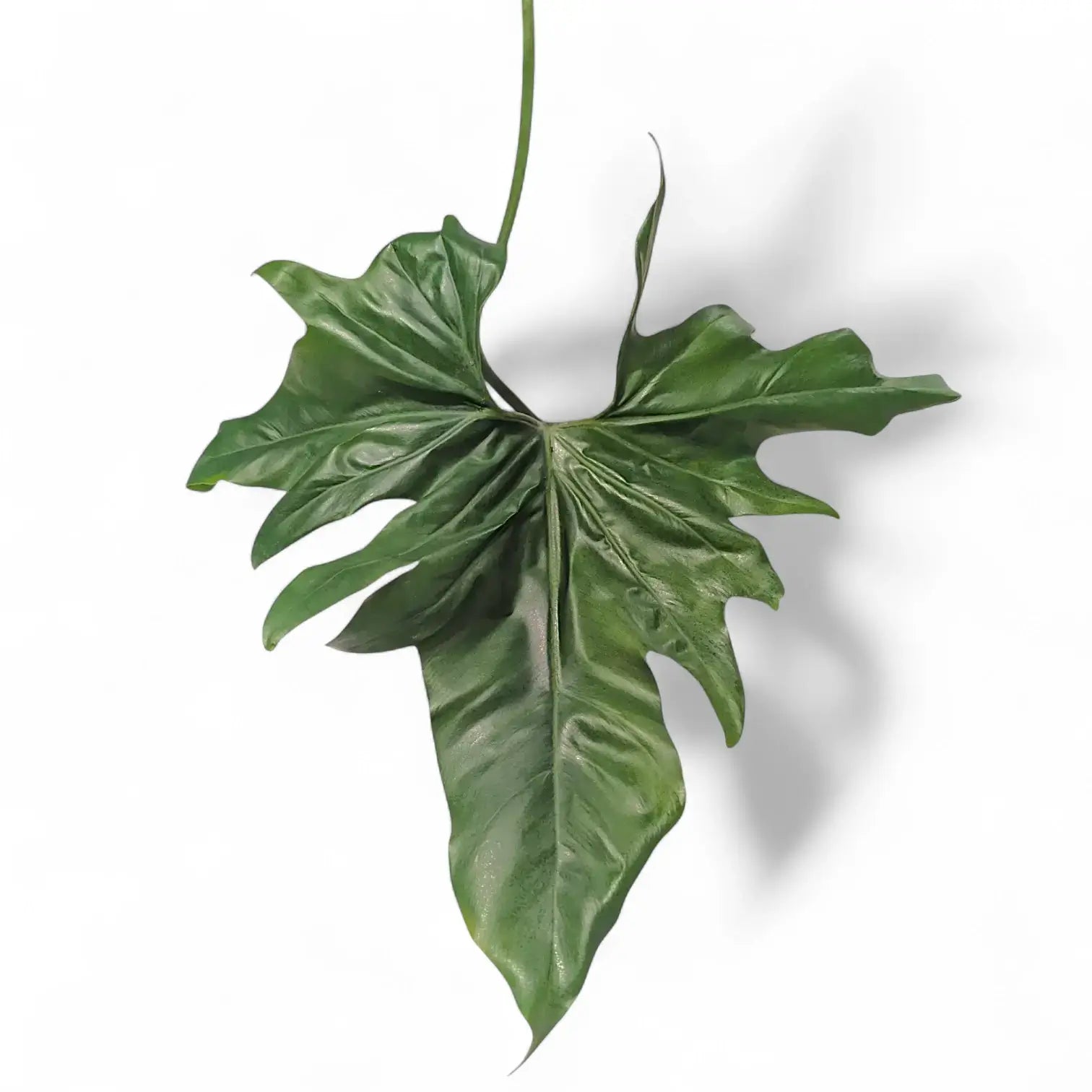 Thaumatophyllum 'African fantasy' ('Philodendron Angela') potted plant in nursery pot on white background.