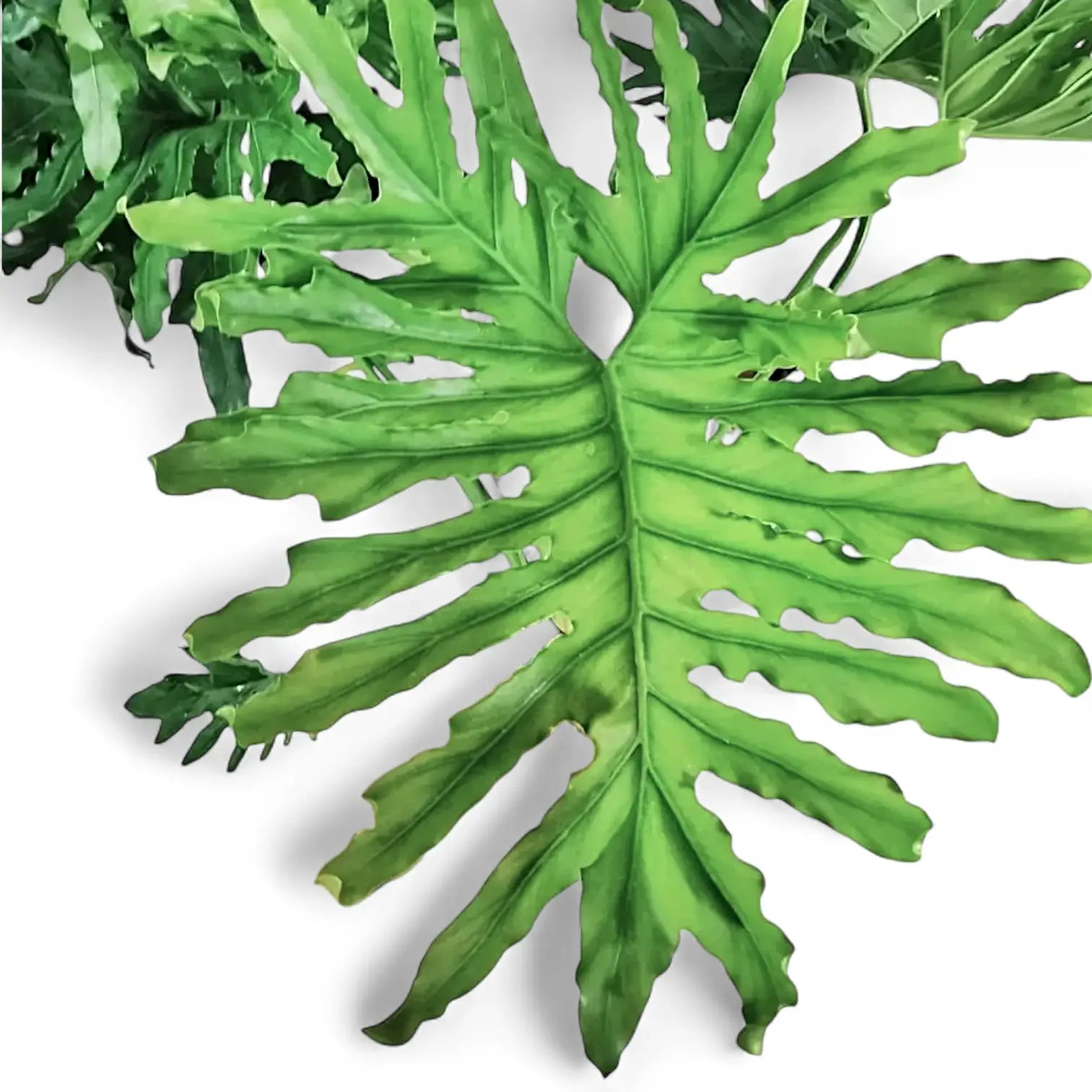 Thaumatophyllum bipinnatifidum potted plant in nursery pot on white background.
