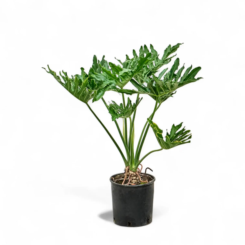 Thaumatophyllum bipinnatifidum potted plant in nursery pot on white background.