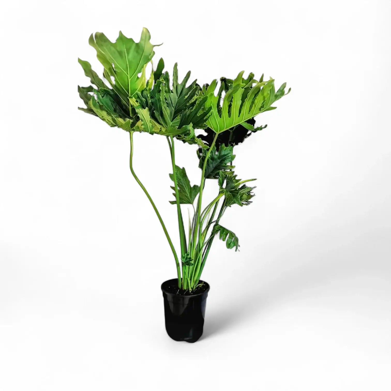 Thaumatophyllum bipinnatifidum potted plant in nursery pot on white background.