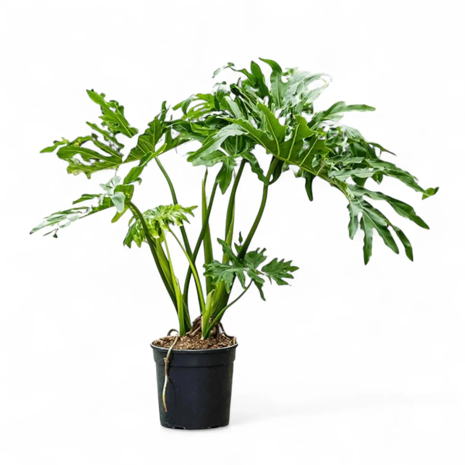 Thaumatophyllum bipinnatifidum potted plant in nursery pot on white background.