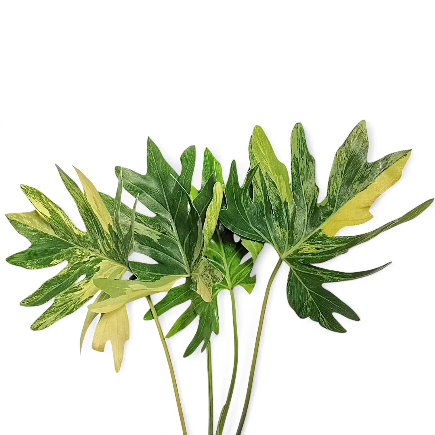 Thaumatophyllum bipinnatifidum variegata – Blattdetail vor weißem Hintergrund..