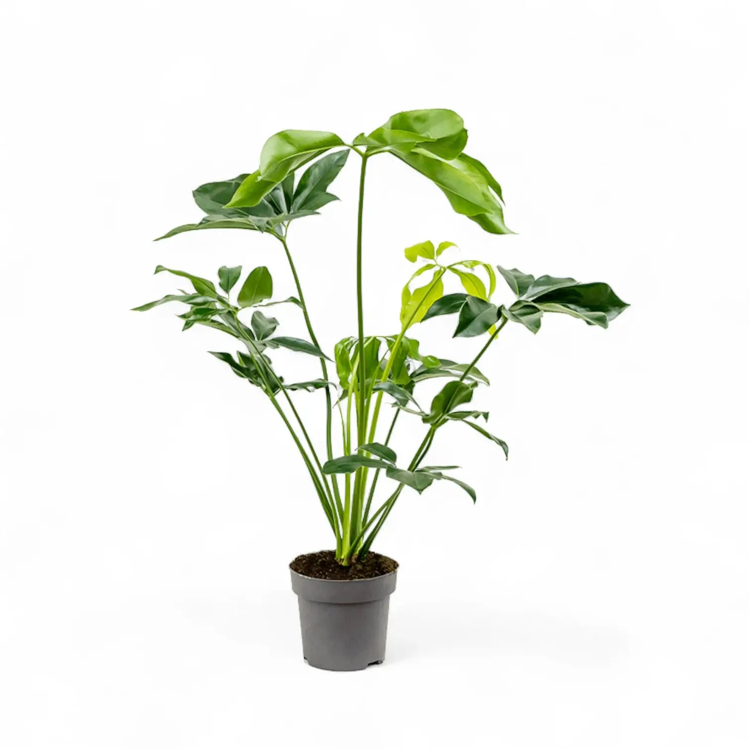 Thaumatophyllum spruceanum 'Green Wonder' ('Fun Bun') potted plant in nursery pot on white background.