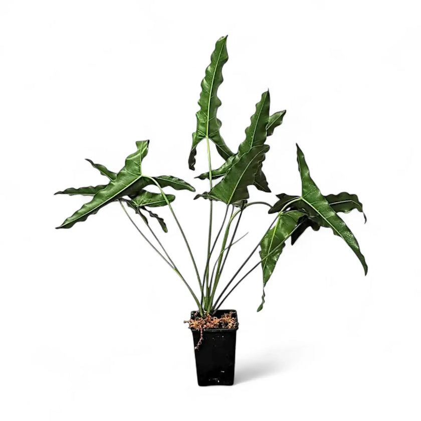 Thaumatophyllum stenolobum potted plant in nursery pot on white background.