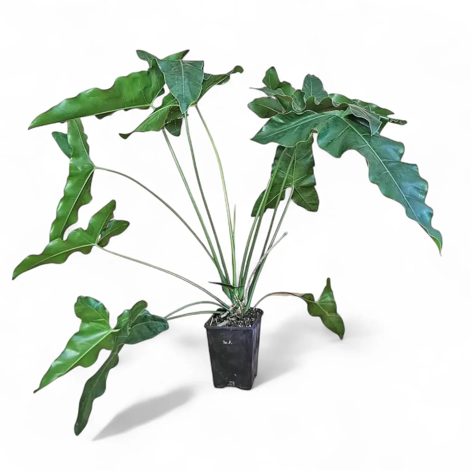 Thaumatophyllum stenolobum potted plant in nursery pot on white background.