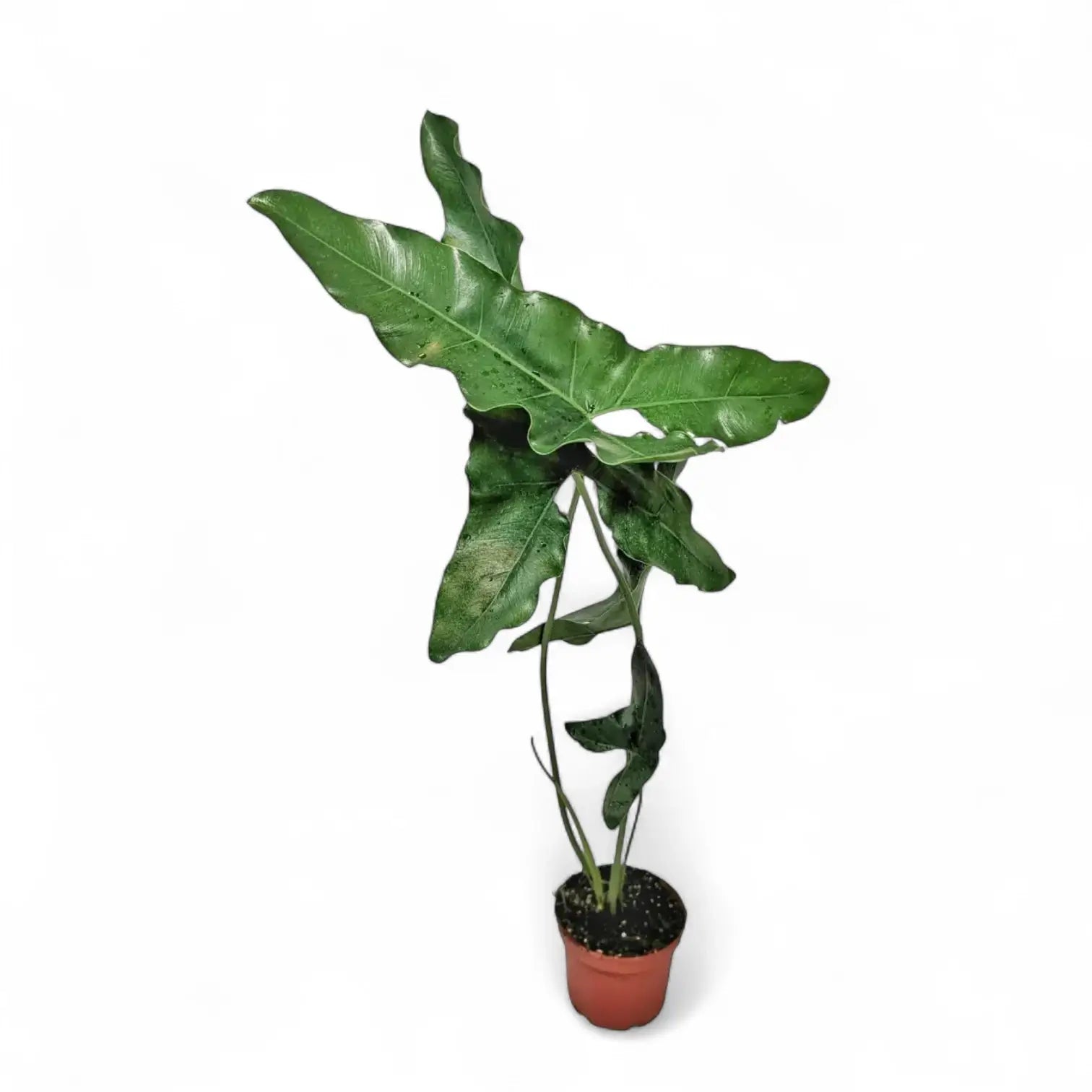 Thaumatophyllum stenolobum potted plant in nursery pot on white background.