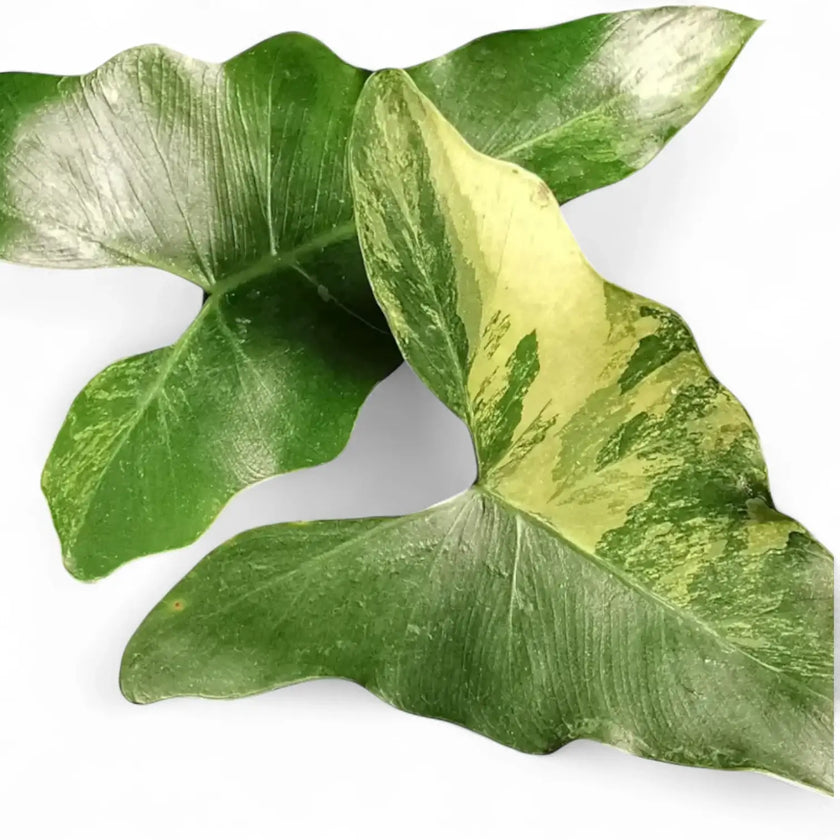 Thaumatophyllum X stenolobum variegata potted plant in nursery pot on white background.