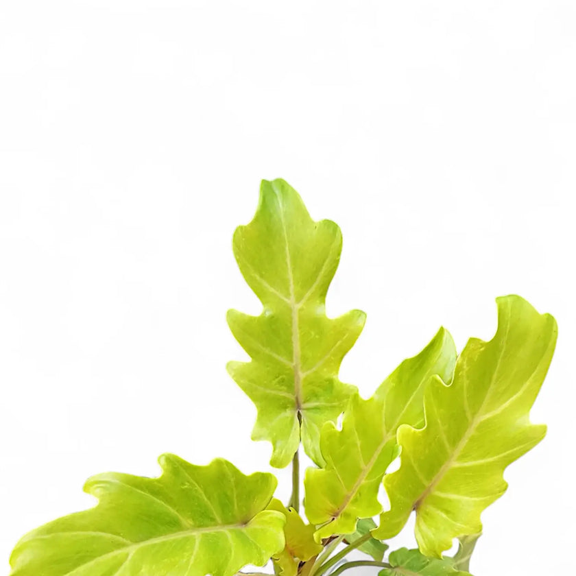 Thaumatophyllum xanadu 'Lemon' – Blattdetail vor weißem Hintergrund..