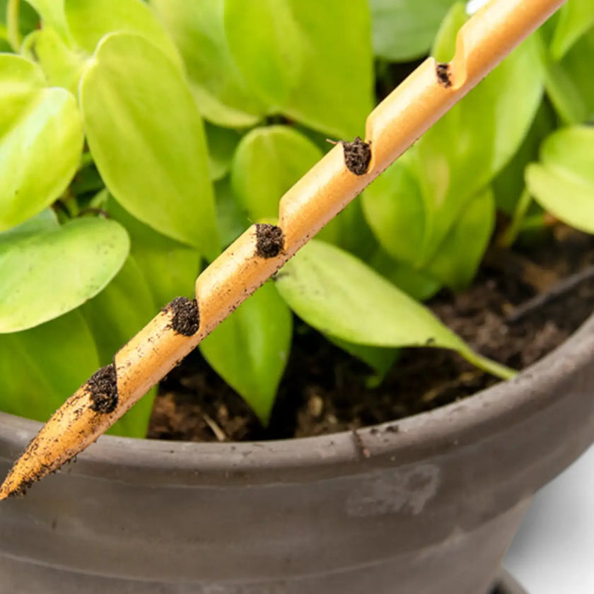 The Soil Checker on white background.