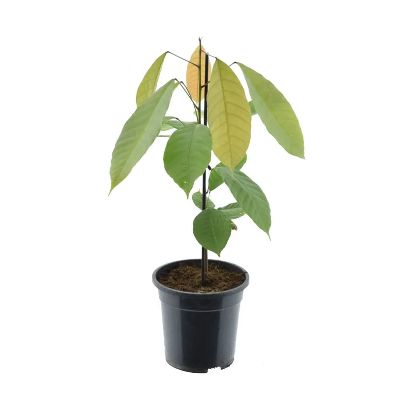 Theobroma cacao potted plant in nursery pot on white background.