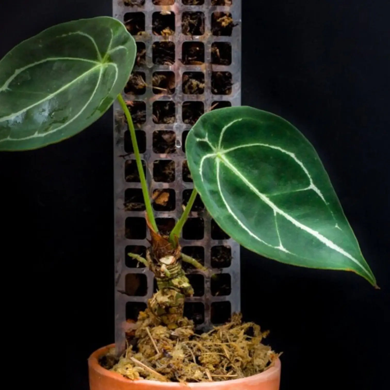 THICCLY® GrowPole™ - The Ultimate Plant Support main product photo on white background.