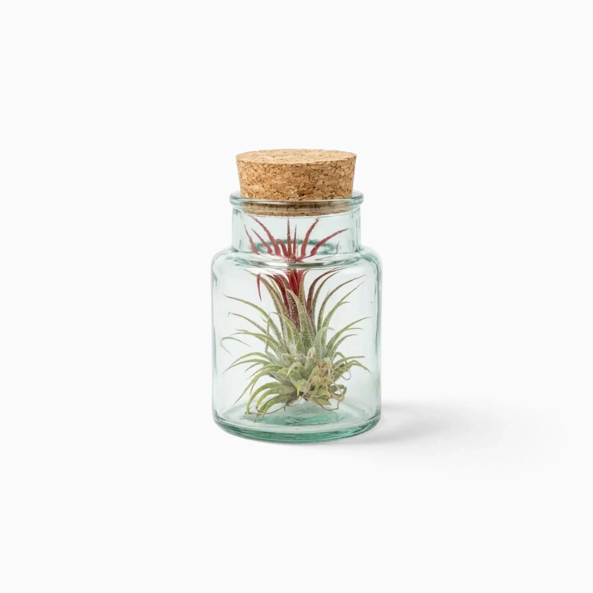 Red-tipped Tillandsia air plant in a corked clear glass bottle