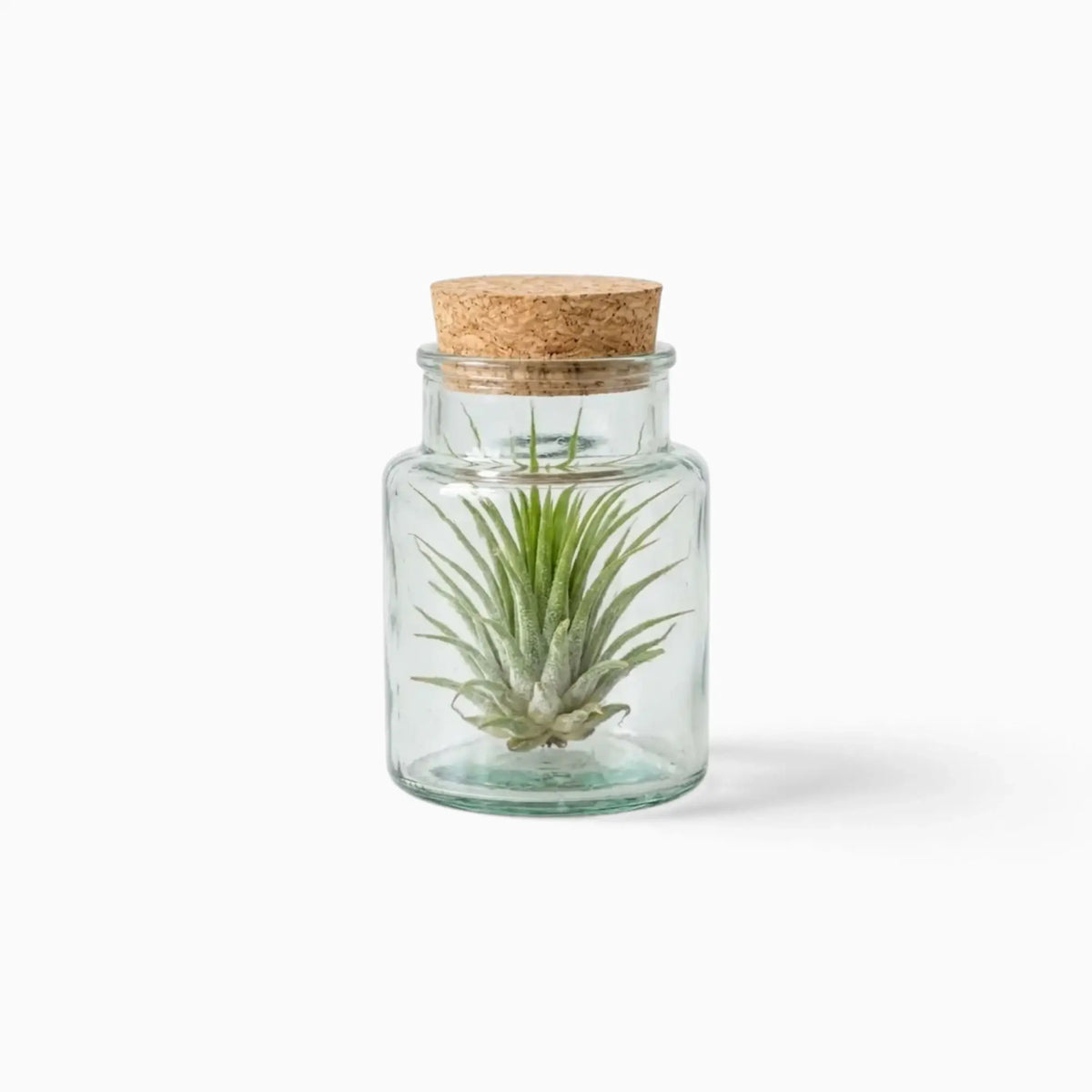 Green Tillandsia rosette in a corked clear glass bottle