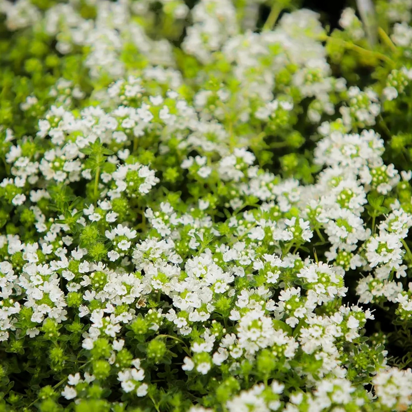 Thymus praecox 'Albiflorus' detail shot.