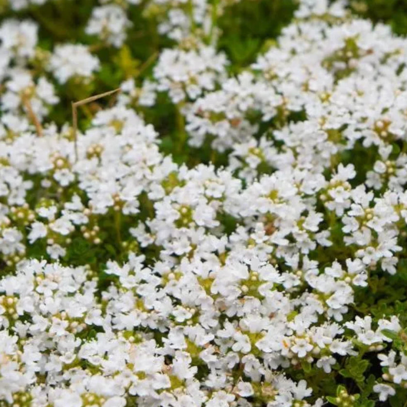 Thymus praecox 'Albiflorus' growing outdoors.