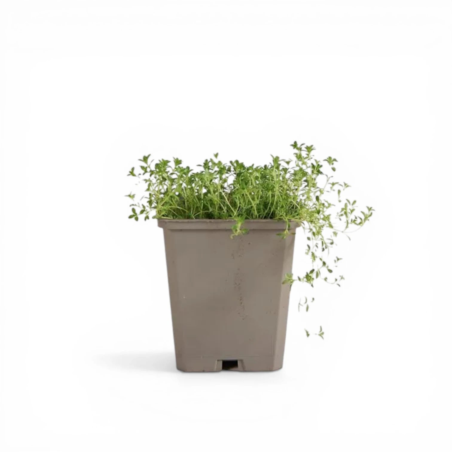 Thymus praecox 'Albiflorus' – im Baumschultopf.