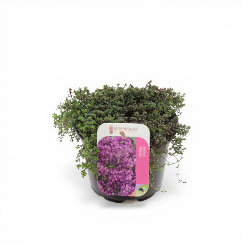 Thymus praecox 'Red Carpet' detail shot.