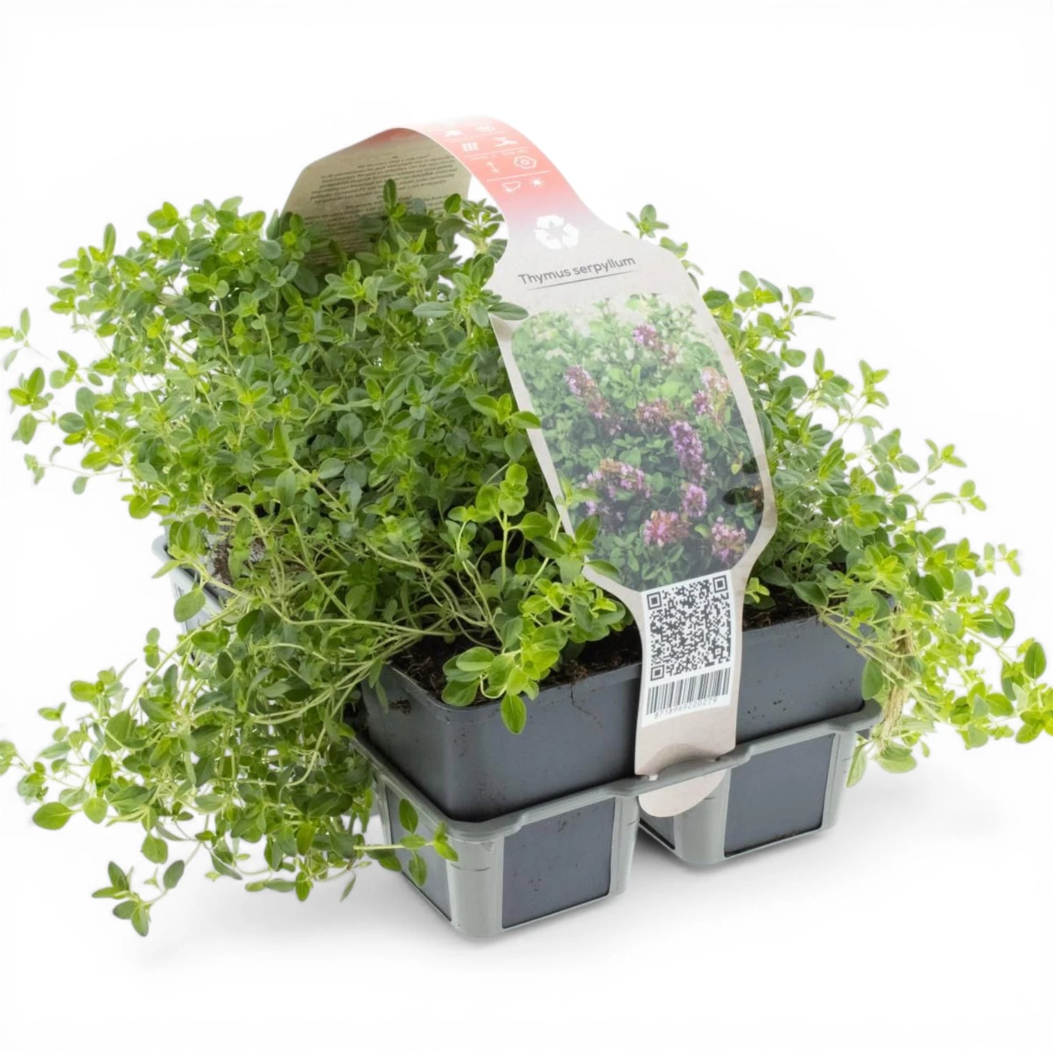 Thymus serpyllum – Nahaufnahme.