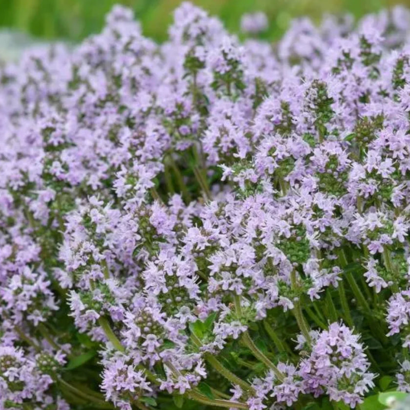 Thymus serpyllum detail shot.